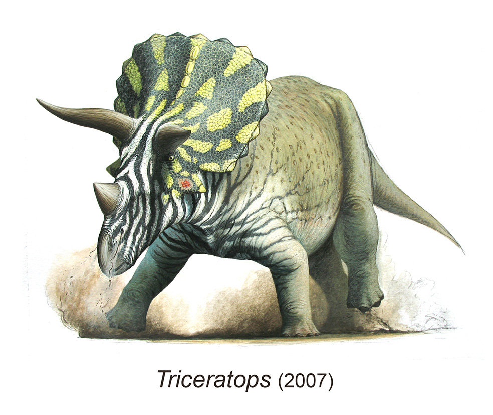 My 25 years of palaeoart chronology...

Today I'll post some of my illustrations from DINOSAUR, published by Roar in 2007. I will start with Triceratops...

#SciArt #SciComm #Dinosaurs #PalaeoArt #PaleoArt
