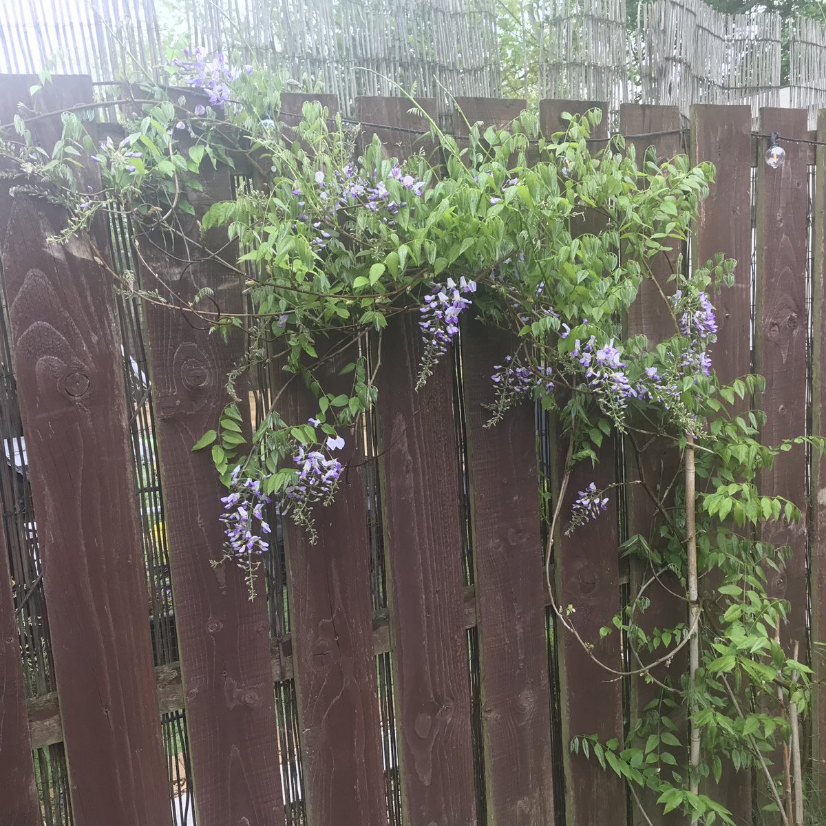 Well ⁦@JohnstonPippa⁩ finally got a flowering wisteria ❤️❤️