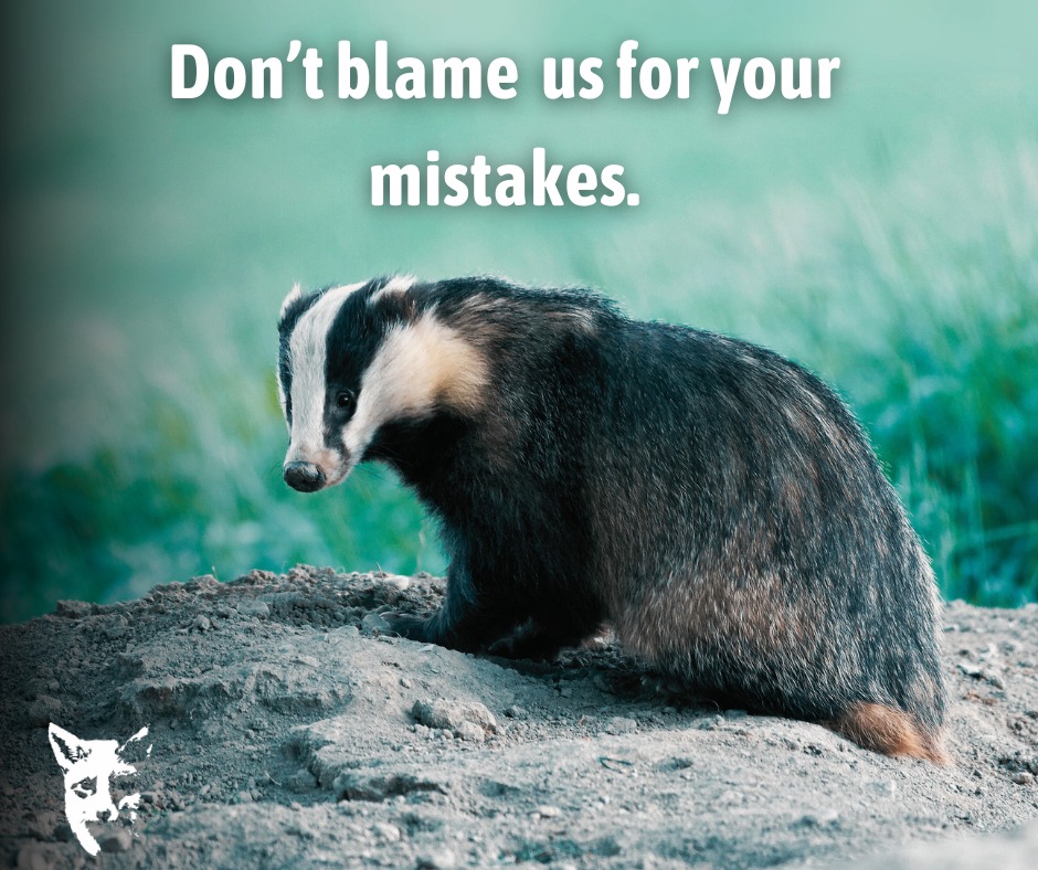 A message to DEFRA from Brock 👉 Don’t blame us for your mistakes. Bovine TB is in the herd, not the clan. Without an accurate test, there will never be accurate data from the herd! Sign & share our petition! 🦡✊ #WakeUpDefra #InTheHerdNotTheClan savemetrust.co.uk/our-work/stopp…