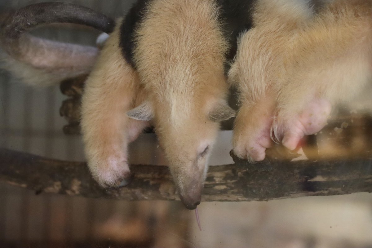 ミナミコアリクイはベロ出して寝てた

#伊豆シャボテン動物公園
