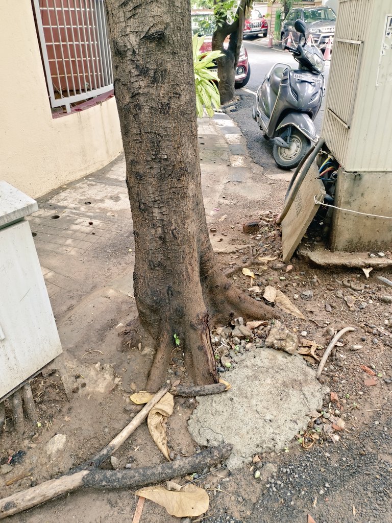 This is how we protect our #trees most of them are killed with concrete no space for #water perculation. We cannot grow a tree overnight and need to protect the old trees especially in #monsoon season with heavy wind and #rain. @aranya_kfd @BBMPAdmn @BBMPCOMM @BBMPSWMSplComm