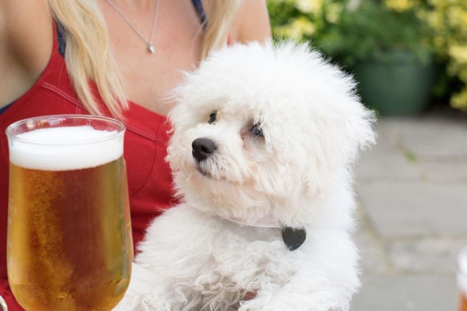 ARTICLE: The 10 Lake District pubs offering dogs something special 

Read more here - nwemail.co.uk/news/24273028.…