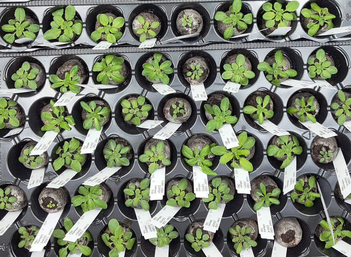 Ecotron CNRS (UAR-3248) (@ecotroncnrs) on Twitter photo New <a href="/EcotronCNRS/">Ecotron CNRS (UAR-3248)</a> article in <a href="/elife/">eLife - the journal</a> that used all 12 Microcosms chambers to elevate atmospheric CO2: Natural genetic variation underlying the negative effect of elevated CO2 on ionome composition in Arabidopsis thaliana doi.org/10.7554/eLife.… #ecotron <a href="/AnaeeFrance/">AnaEE France</a> <a href="/CNRSecologie/">CNRS Écologie & Environnement</a> New <a href="/EcotronCNRS/">Ecotron CNRS (UAR-3248)</a> article in <a href="/elife/">eLife - the journal</a> that used all 12 Microcosms chambers to elevate atmospheric CO2: Natural genetic variation underlying the negative effect of elevated CO2 on ionome composition in Arabidopsis thaliana doi.org/10.7554/eLife.… #ecotron <a href="/AnaeeFrance/">AnaEE France</a> <a href="/CNRSecologie/">CNRS Écologie & Environnement</a>