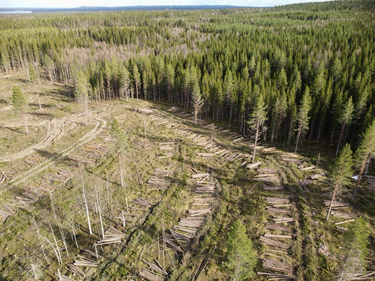 Djurens barnkammartid! Vår o försommar är en extra känslig tid. Skogsnäringens grabbiga hänsyn till sådant trams existerar icke. Här en slutavverkning Jämtland 16 ha = 32 fotbollsplaner. Det är 13 maj -24 Privat ägare/NorraSkog har snitslat.