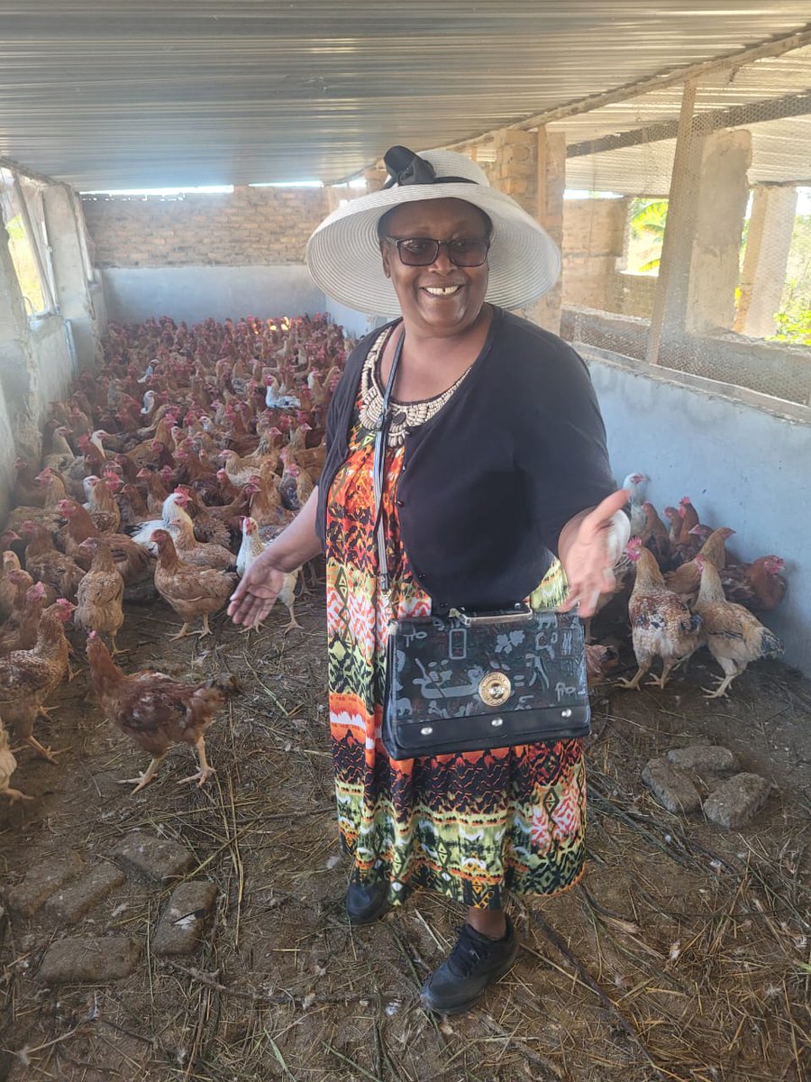 For sale 700 Soso chickens, hens $7 cocks 9 in Norton contact Badze on 077 973 0880