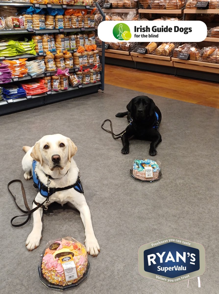We had two visitors in our Togher Store Last week!! Shout out to them for not eating the cakes. We can't say we wouldn't have 😂 @irishguidedogs