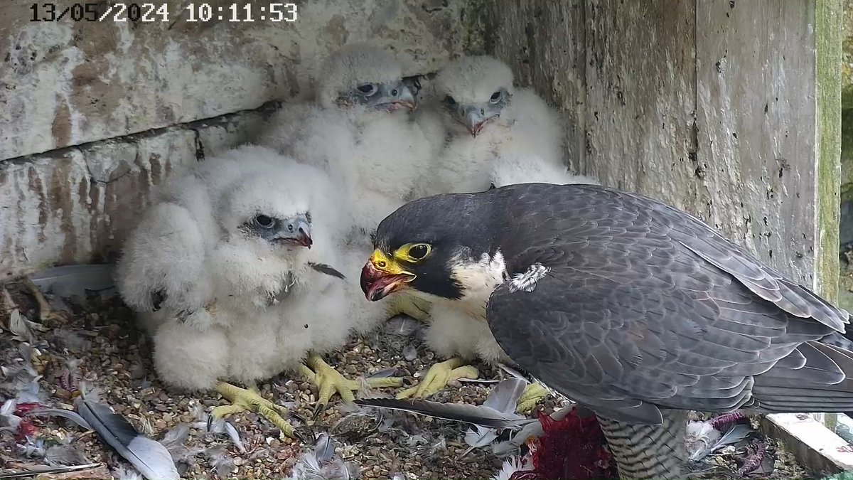 Image from yesterday showing how big the four Eyasses are now. 😀