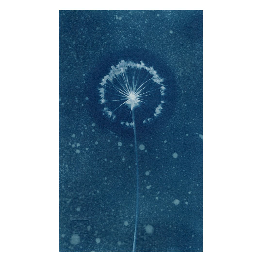 Allium Rosenbachianum | Цибуля Розенбаха
2023, cyanotype, 27 × 16 сm
.
#Cyanotype #УкрАрт #Ціанотипія