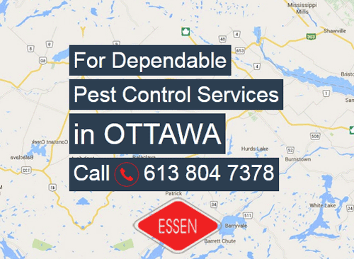 Pests at Home? No worries! We're there to help you. Essen Pest Control is Ottawa's foremost customer-friendly residential pest control company. essenpestcontrol.com
#PestControl #PestControlNearMe