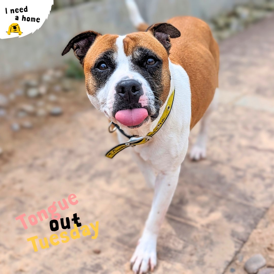 😋 Here's your weekly #TongueOutTuesday and today it is Margot's turn in the limelight! This girl is giving her cutest blep for #tot 💛🥰⁣ ⁣ ⁣ #dogstrustcardiff #dogstrust #adogisforlife #adoptdontshop #adoptme #StaffordshireBullTerrier
