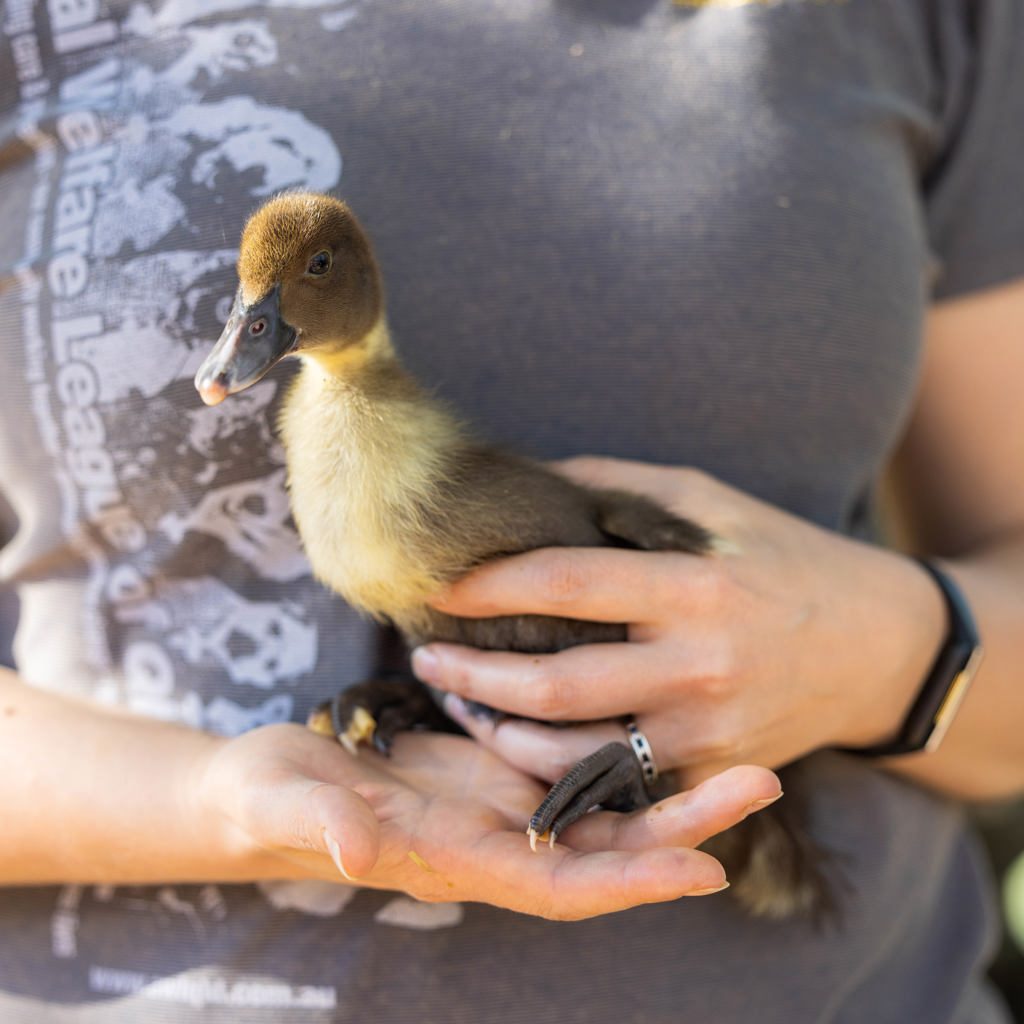 🦆🌟 Quack! Quack! 🌟🦆 Hey there, pals! Sweetie here, and boy, do I have a tale to tell! 🌟 You see, I may be just a little duckling now, but I've got big dreams of finding my forever flock! 🏡💕 For more on Sweetie please visit - bit.ly/3K0FnjO