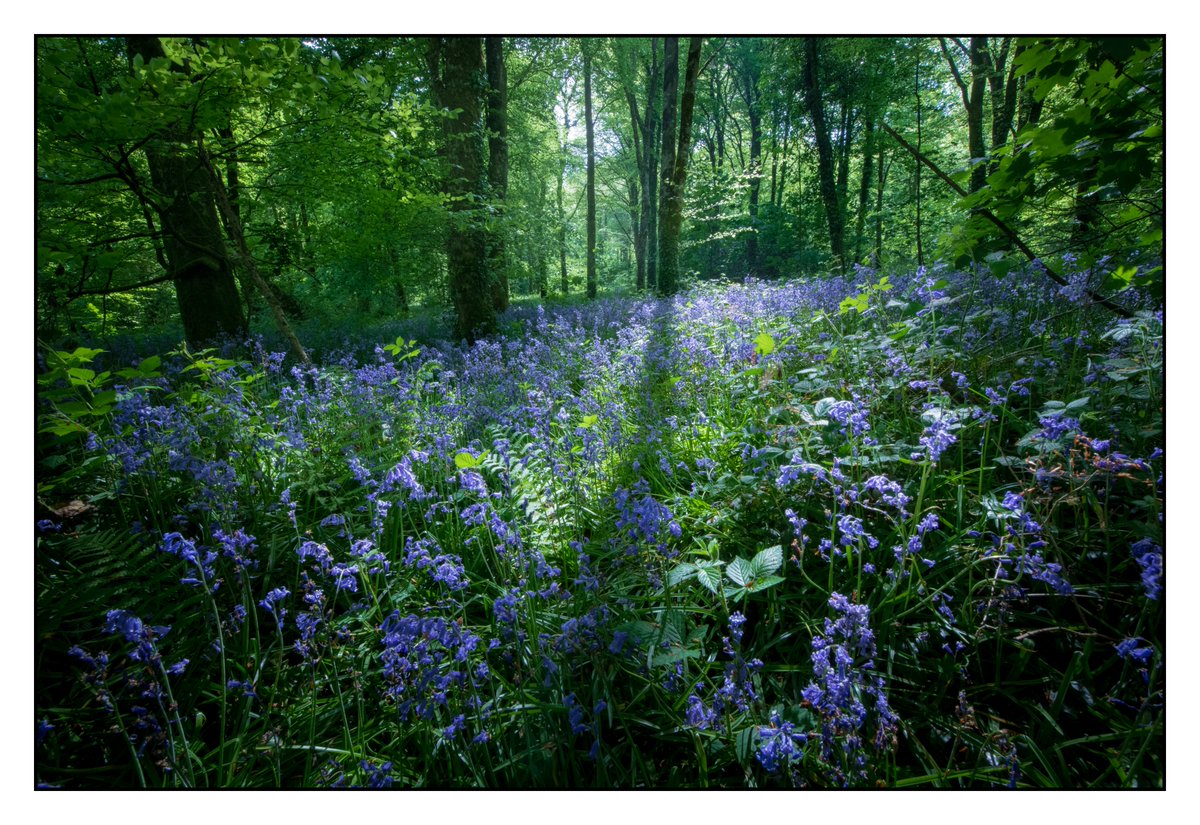Bluebells line the forest floor at Jenkinstown Woods, #Kilkenny, #Ireland . #StormHour #RTEWeather