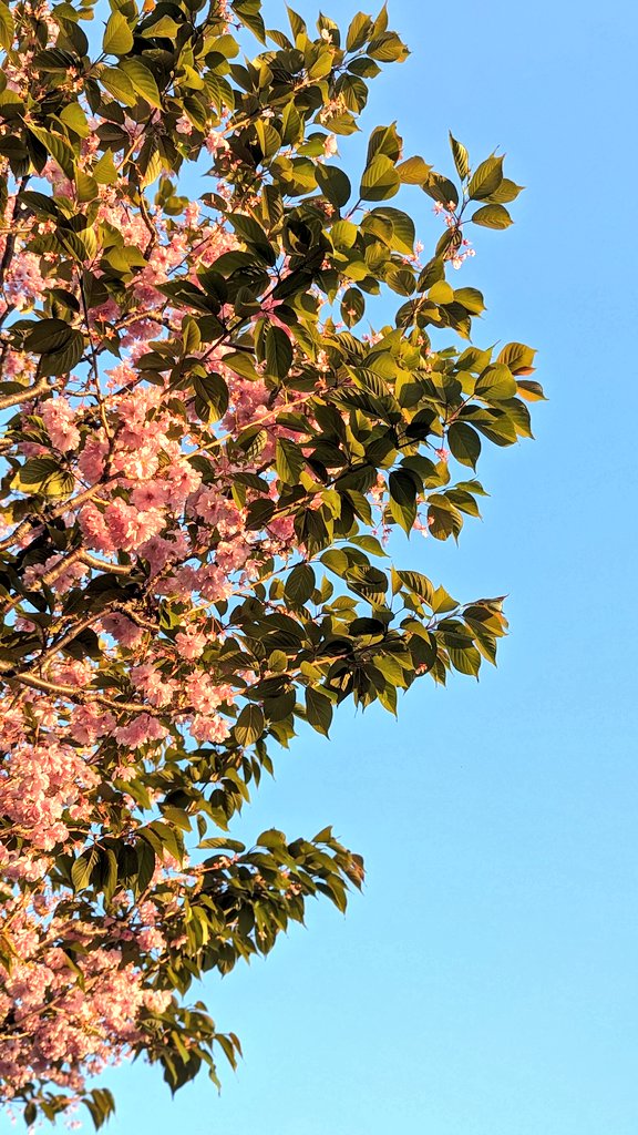 もうそろそろ八重桜（里桜）も終わり。ライラックが満開に。

春が一瞬過ぎて、もっと満喫した
い。

#札幌
#桜