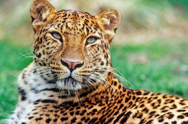 Amur leopard, Top predators, that Play vital role towards a healthy forest, it's about the scariest cat in the wildlife world. #ActForNature #WhatHasChanged @CSDevNet1_Steve @CSDevNet1 @PACJA1 @WWF @WWEDeutschland @mariamCJA