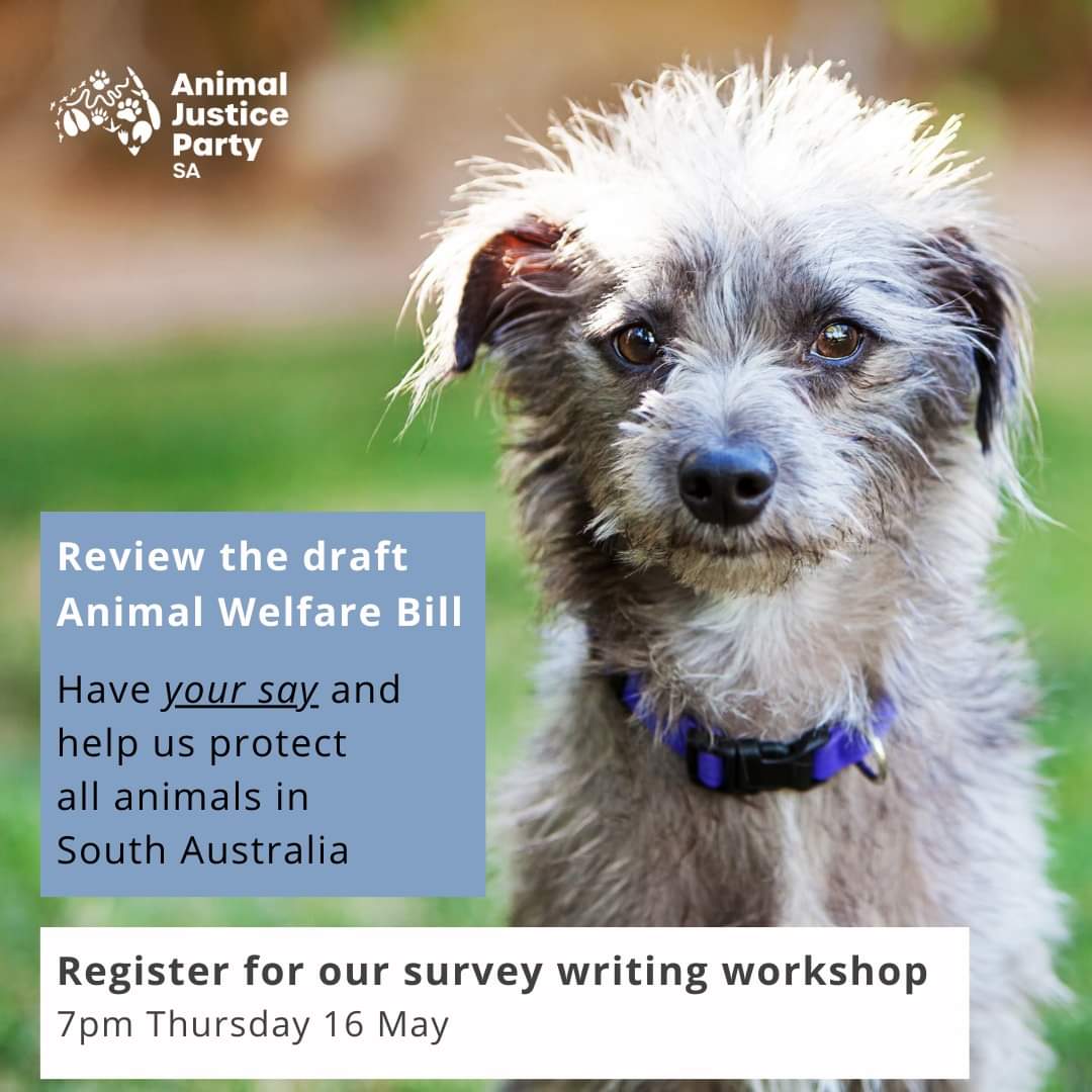 Review the draft Animal Welfare Bill Have your say & help us protect all animals in South Australia ... us02web.zoom.us/meeting/regist…