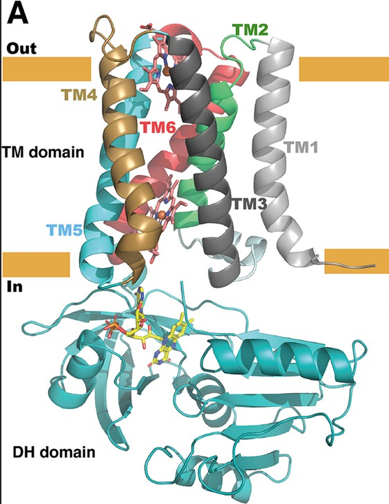 #Xray #structure and enzymatic study of a bacterial NADPH oxidase. @eLife. Check this #membrane #protein in the UniTmp database: pdbtm.unitmp.org/entry/8qq7

elifesciences.org/articles/93759