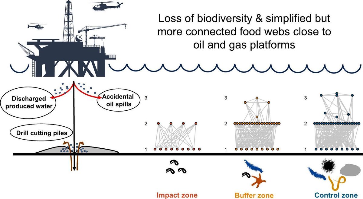Oil and gas platforms impact on benthic #Invertebrate diversity and food web structure. Learn more 👇 doi.org/10.1016/j.scit…