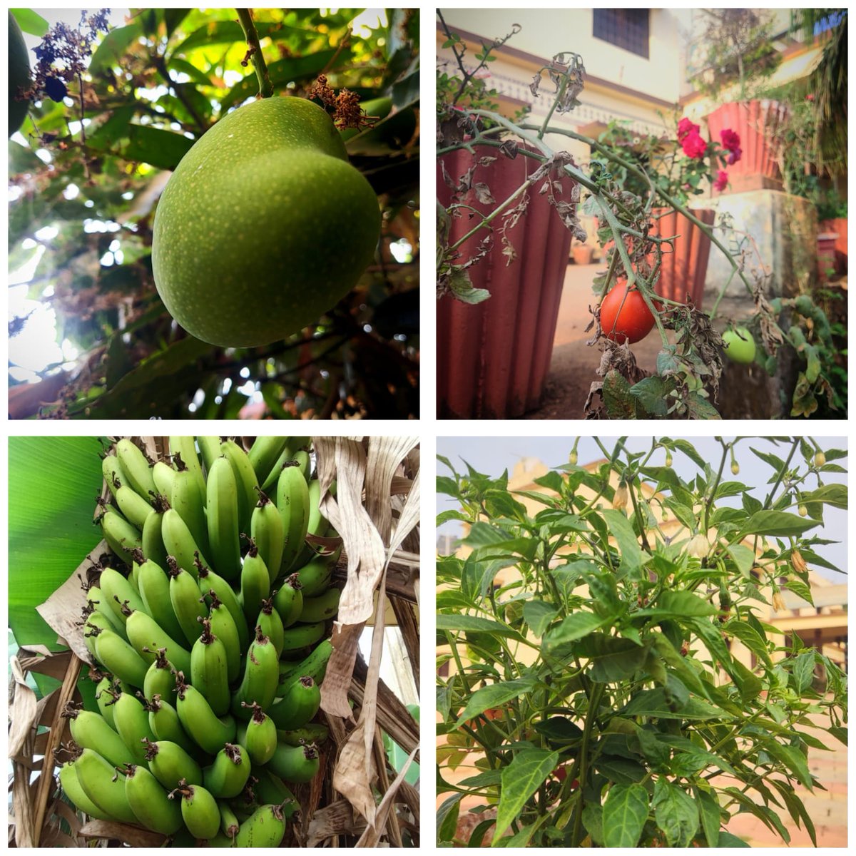 'Nature's pharmacy: where fresh air and nutrients meet!'
#SustainableLiving #HealthyEating #OrganicGardening #FreshAirAndFreshFood #DPRCKoraput
#KoraputDiaries #OdishaWithLove
#KoraputRising