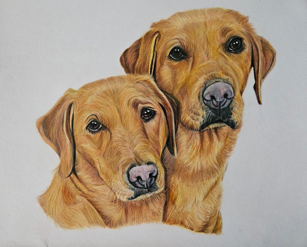 This portrait is being gifted to my friend for her birthday today.

Her pride & joy her Fox Red Labradors, Bodie & Maia 🥰

#foxredlabradors #dogs #petportraits #Artist