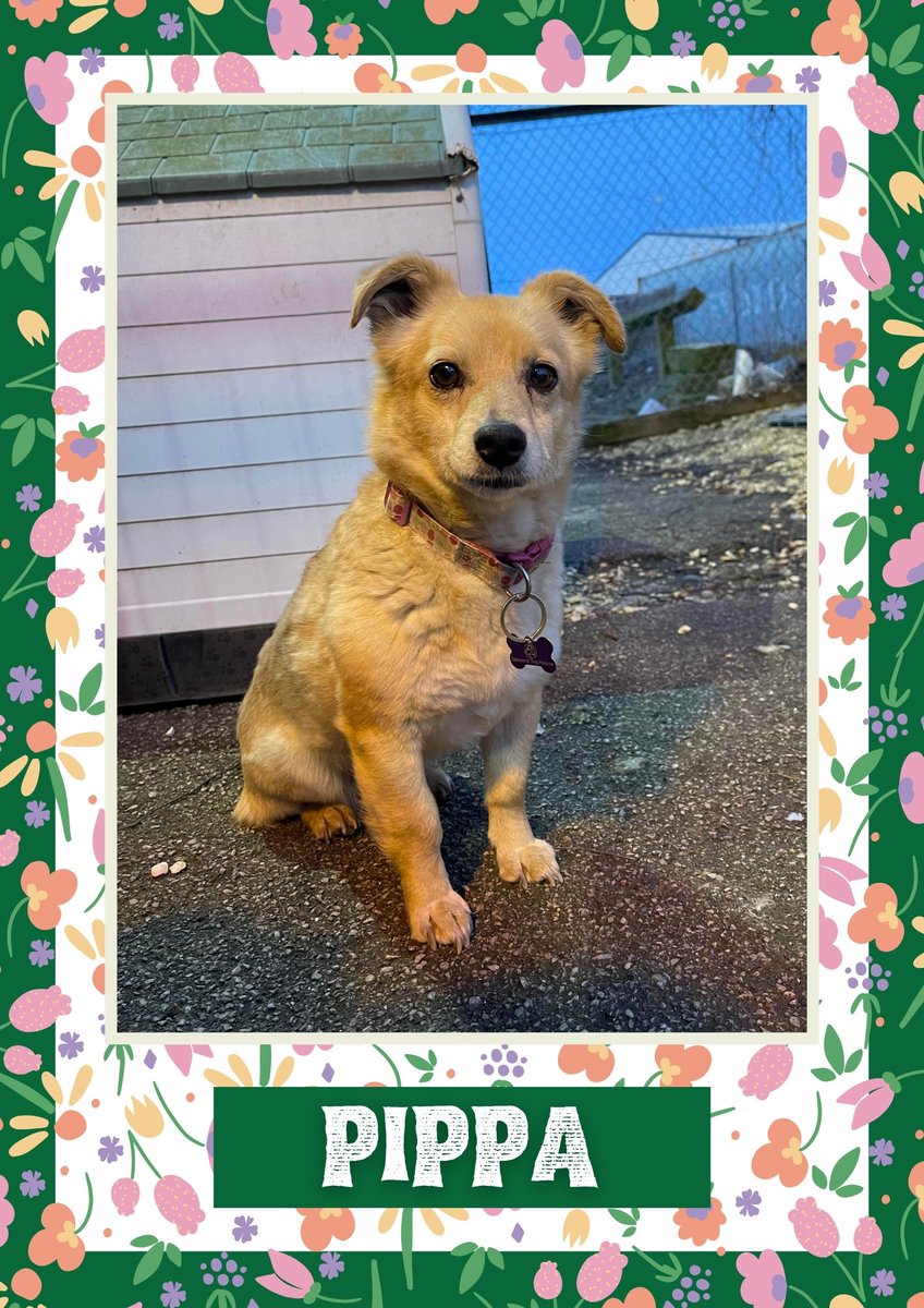 Pippa would like you to retweet her so the people who are searching for their perfect match might just find her 💚🙏 oakwooddogrescue.co.uk/meetthedogs.ht… #teamzay #dogsoftwitter #rescue #rehomehour #adoptdontshop #k9hour #rescuedog #adoptable #dog