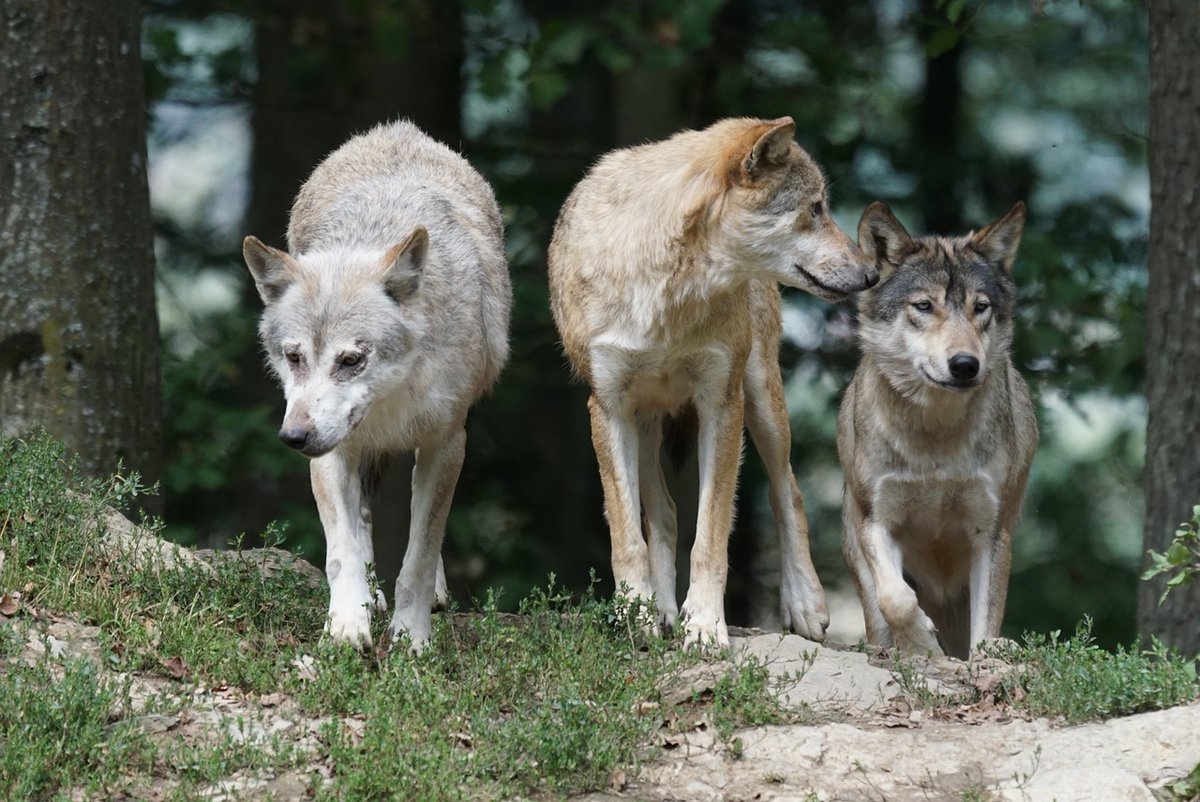 🐺 Tomorrow, EU ambassadors will discuss the @EU_Commission proposal to lower the protection status of #wolves. IFAW and other NGOs urge EU ambassadors to reject this politically motivated proposal. Read our open letter here: 👇ifaw.org/international/…