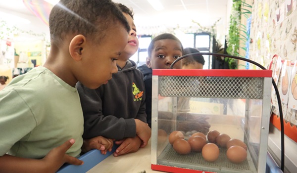 Nursery class at DKH Primary are extremely happy today as they have some new friends in the classroom; our chicks! Find out more and see the gallery: bit.ly/44DNCvz