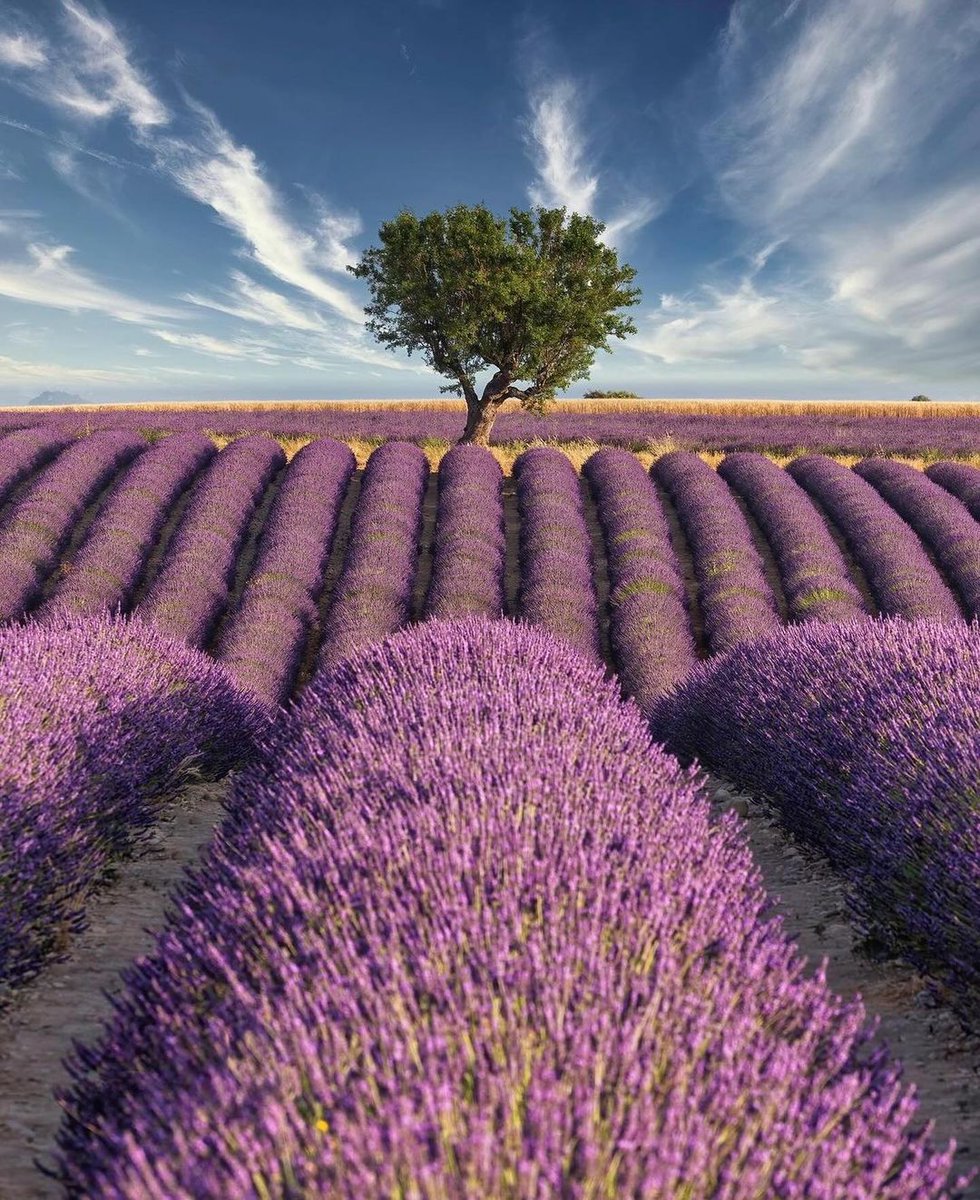 It's nearly that time of year when lavender shows off its peak color in the first week of July.

📍 Valensole, France

Photo by: @frenchprovenceguide

#lavender #lavenderseason #lavenderfields #bloomseason #naturephotography #summerblooms #flowerpower #purpleflowers