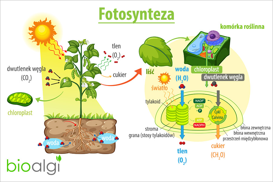 @Jolanta6Jolanta Tak w skrócie 
Roślinom konieczny jest CO2 aby rosły