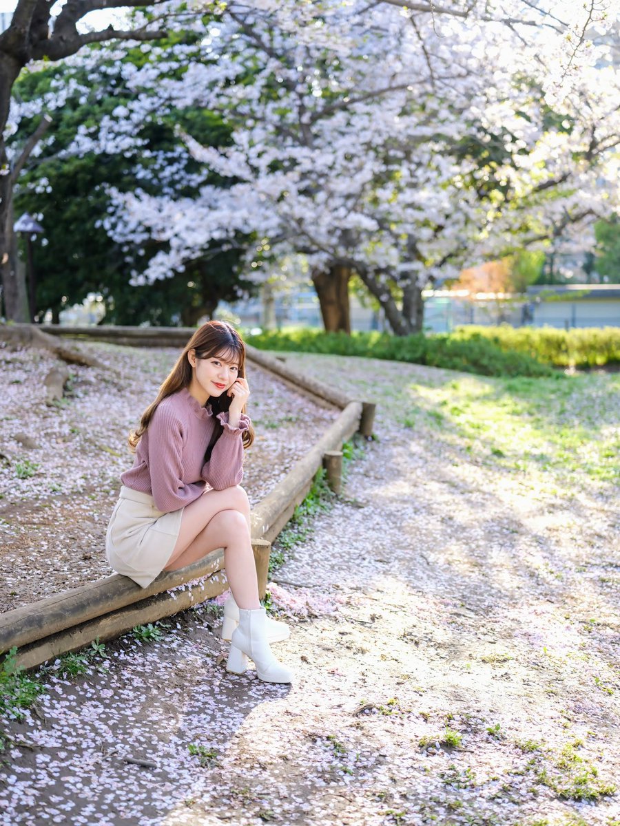 桜の絨毯🌸