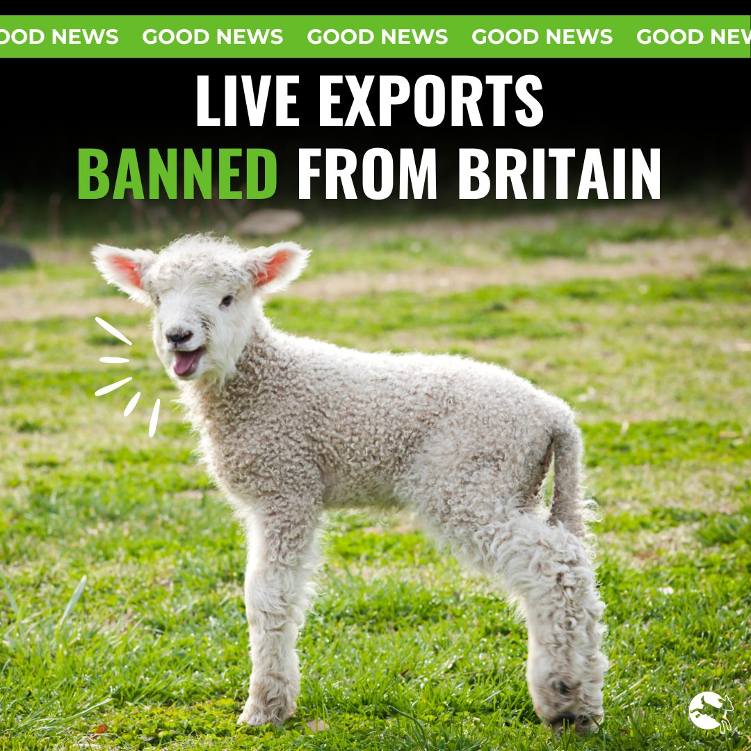 The day we’ve all dreamed of is finally here. We can hardly believe it, after 50 years of hard fought campaigning, the Bill to #BanLiveExports from Britain has passed its final stage in Parliament. 🙌 Read more: bit.ly/3K11AhG @rspca_offical #BanLiveExports