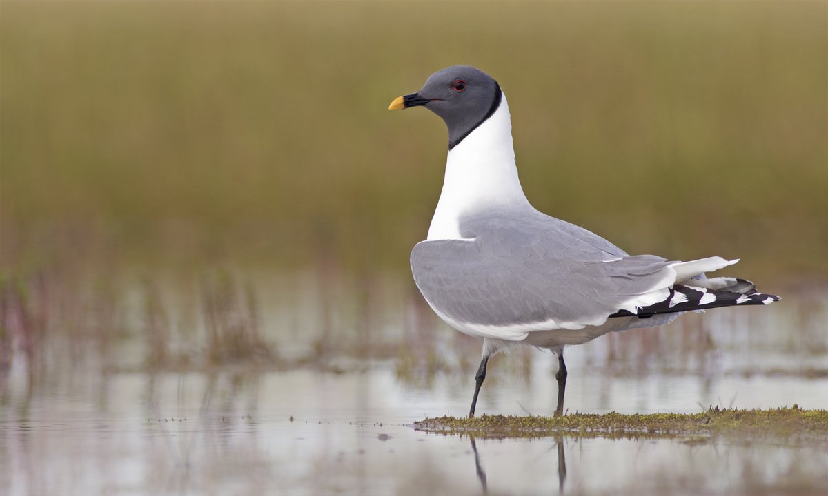 New paper on the migratory movements of Sabine's gulls breeding in Arctic Alaska. Emphasizes need for marine protections in key staging &amp; wintering areas such as Juan de Fuca Eddy and off Peru. @thewcs <a href="/PacificSeabirds/">PacificSeabirdGroup</a> <a href="/audubonsociety/">Audubon Society</a>.  bioone.org/journals/water…