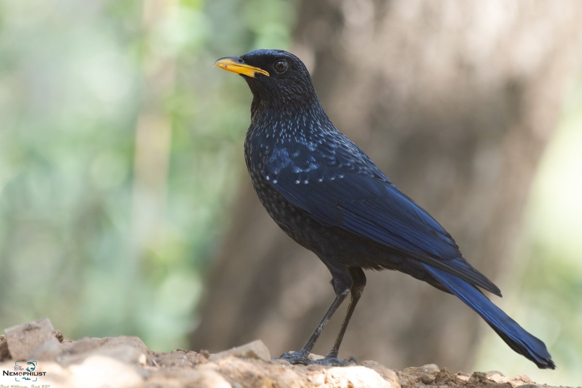 Blue Whistling Thrush. #IndiAves #MyDailyBird #IndiAves #BirdTwitter #birding #BBCWildlifePOTD #natgeoindia #ThePhotoHour #BirdsOfTwitter #wildlife #photography #birdphotography #BirdsSeenIn2024 #Birds🐦 @Britnatureguide @BirdLife_News @BirdWatchingMag @birdsofhimalaya