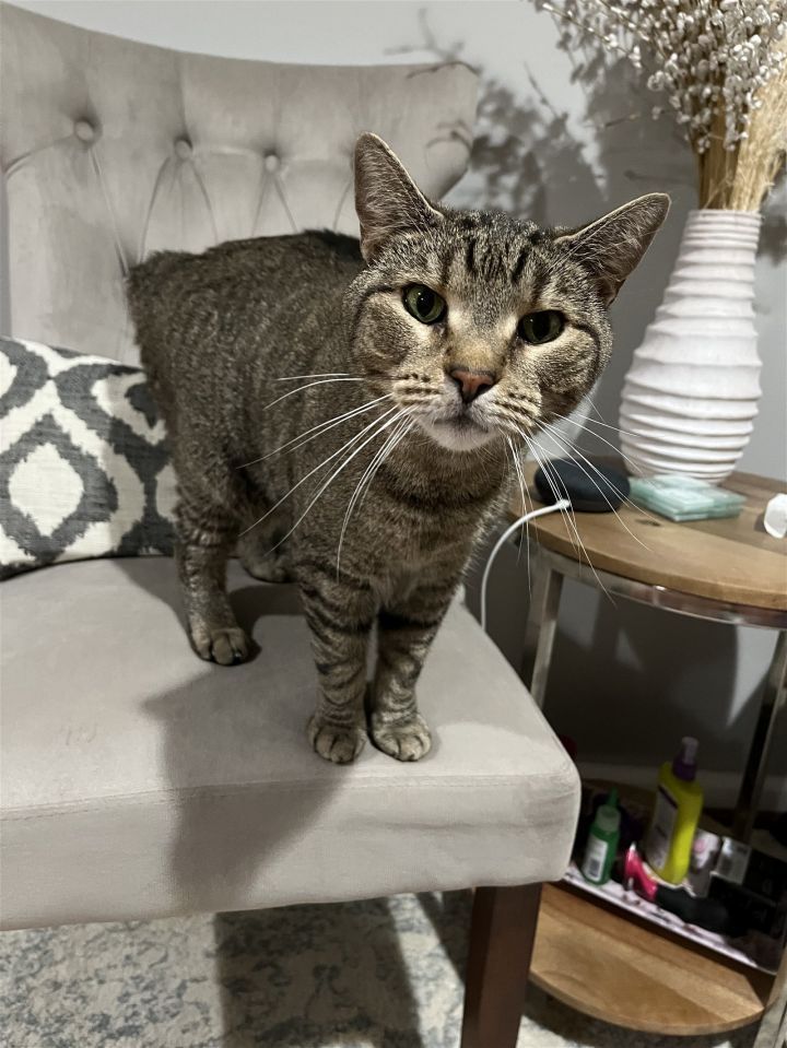 Brown Cat was named by his owner who passed away so he knows his name is silly but the name means a lot to him since he loved his owner very much. Brown Cat is a very chill old man. He has a heart of gold and is very affectionate buff.ly/474Lpc3