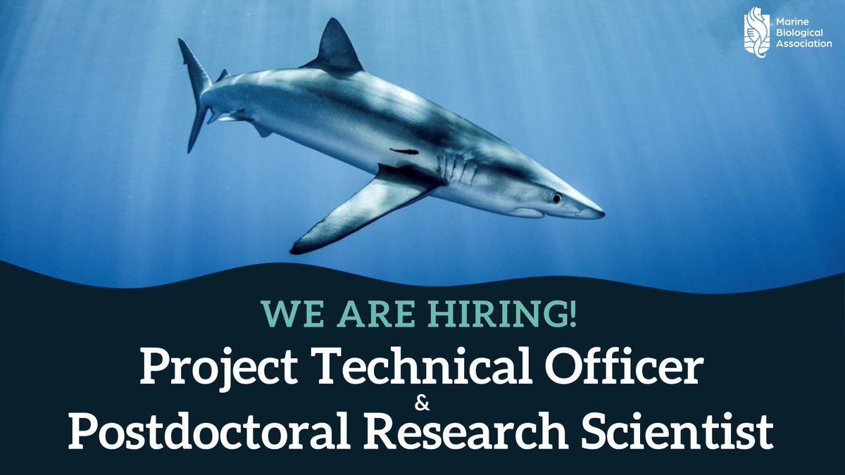 MBA - Marine Biological Association (@thembauk) on Twitter photo 🦈 We have two exciting job opportunities available <a href="/TheSimsLab/">David Sims</a> to work on #shark biologging movements, behaviour & distributions under #ClimateChange as part of the OCEAN DEOXYFISH project:
🌊 Project Technical Officer
🔬 Postdoctoral Research Scientist
buff.ly/44FsDse 🦈 We have two exciting job opportunities available <a href="/TheSimsLab/">David Sims</a> to work on #shark biologging movements, behaviour & distributions under #ClimateChange as part of the OCEAN DEOXYFISH project:
🌊 Project Technical Officer
🔬 Postdoctoral Research Scientist
buff.ly/44FsDse