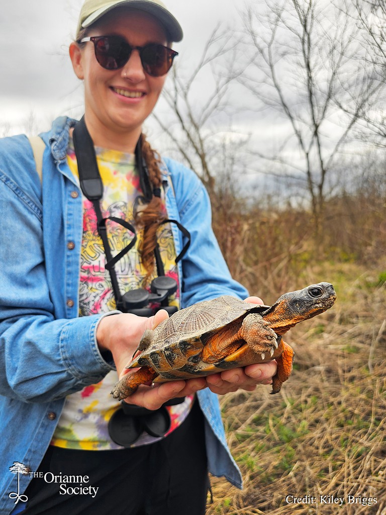 Making a guest star appearance, former Orianne Society technician Molly Parren is pictured here with a Wood Turtle at a site she knows very well and was kind enough to show us around earlier this month. #OrianneSociety #KileyBriggs #turtle #woodturtle #glyptemysinsculpta