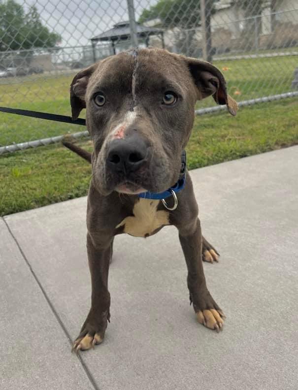 Sweet baby SKIMMY #A367357 is a darling boy that has had a rough life! Poor baby has bite marks on his little head & body💔needs medical care & a loving home! So sweet & loving even in pain! PLZ #ADOPT #FOSTER OR #PLEDGE TO ATTRACT A RESCUE 🛟#CorpusChristi #Texas PLZ save him