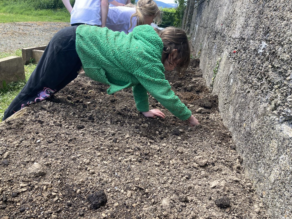 👩‍🌾🫛School Garden🥕👨‍🌾 Thanks to Patsy our caretaker for making our raised beds for our school garden. Thanks to Múinteoir Cathal for supplying the timber and special thanks to Leahys who donated a bag of peat moss for this project 🍓🥔🧅🥕😁