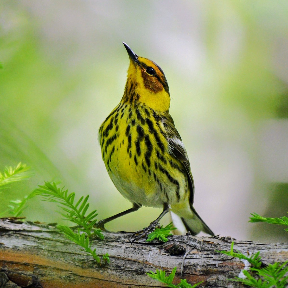 A Cape May Warbler in the Central Park Ramble. #birdcpp