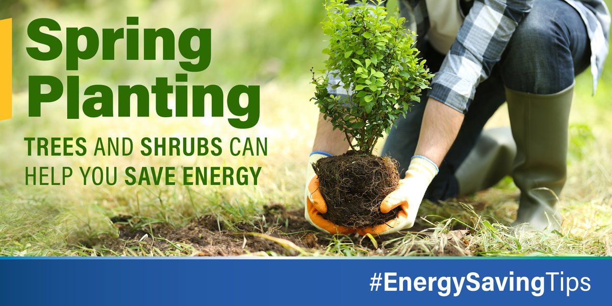 Spring is an ideal time to plant trees and shrubs around your home, but #didyouknow that in addition to upgrading your landscaping, trees and shrubs can also help you save energy by providing shade and wind protection? 🏡😎💰 #EnergySavingTips #Spring