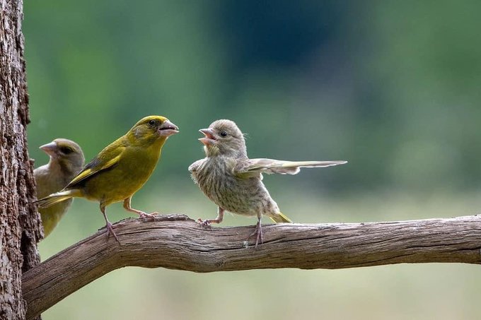 ‘Dispute’, a quite imprssive real picture captured by Polish photographer Jacek Stankiewicz, featuring two birds embroiled in what appears to be an animated argument.