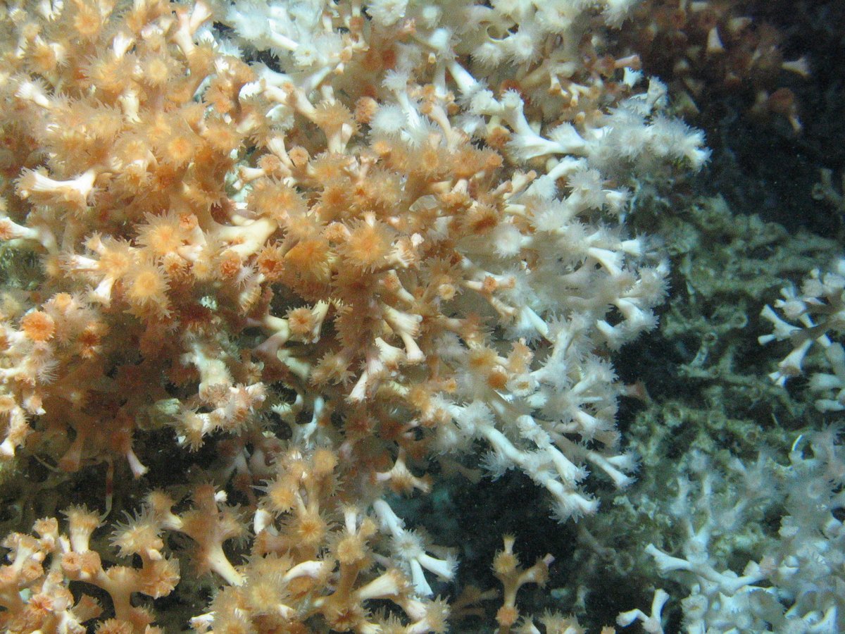 Want to work on cold-water coral ecosystem restoration? #Postdoctoral researcher position available @GeosciencesEd to join @RedressP team. For more details and to apply: elxw.fa.em3.oraclecloud.com/hcmUI/Candidat…