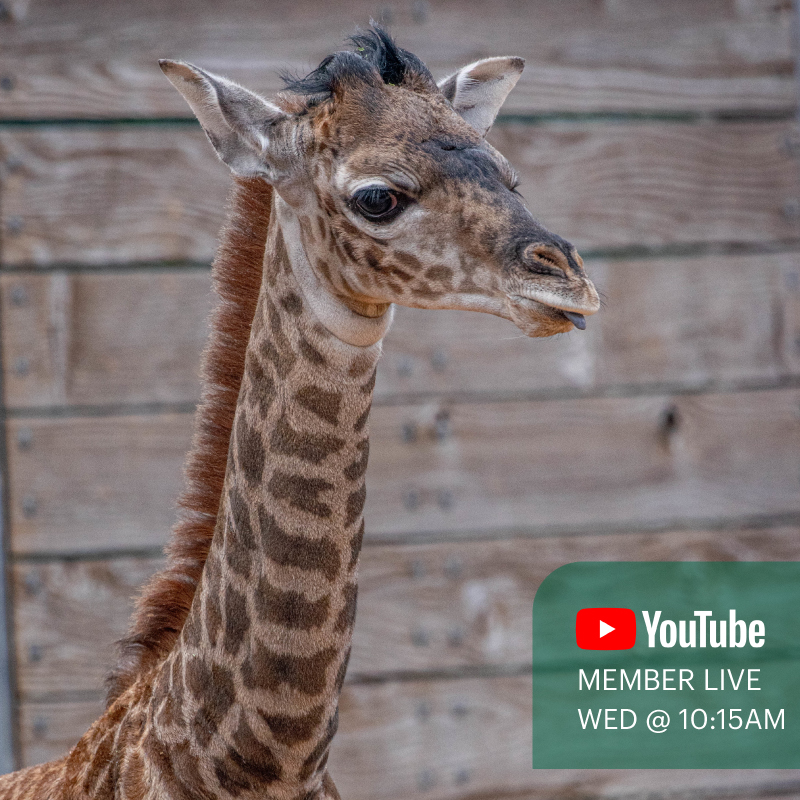 The tiniest #TongueOutTuesday featuring Tino. Members, tune in tomorrow on YouTube at a special time at 10:15am to see Tino and the rest of the herd up close. Log in to the Member Portal to get exclusive access to the livestream link.