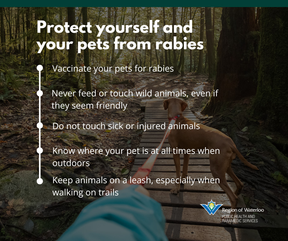 May is #RabiesAwarenessMonth, protect yourself and your pets from rabies: 🐈Vaccinate your pets for rabies 🦝Never feed or touch wild animals, even if they seem friendly ❌Don't touch sick or injured animals 🐾Keep your pets on a leash outdoors More at regionofwaterloo.ca/rabies