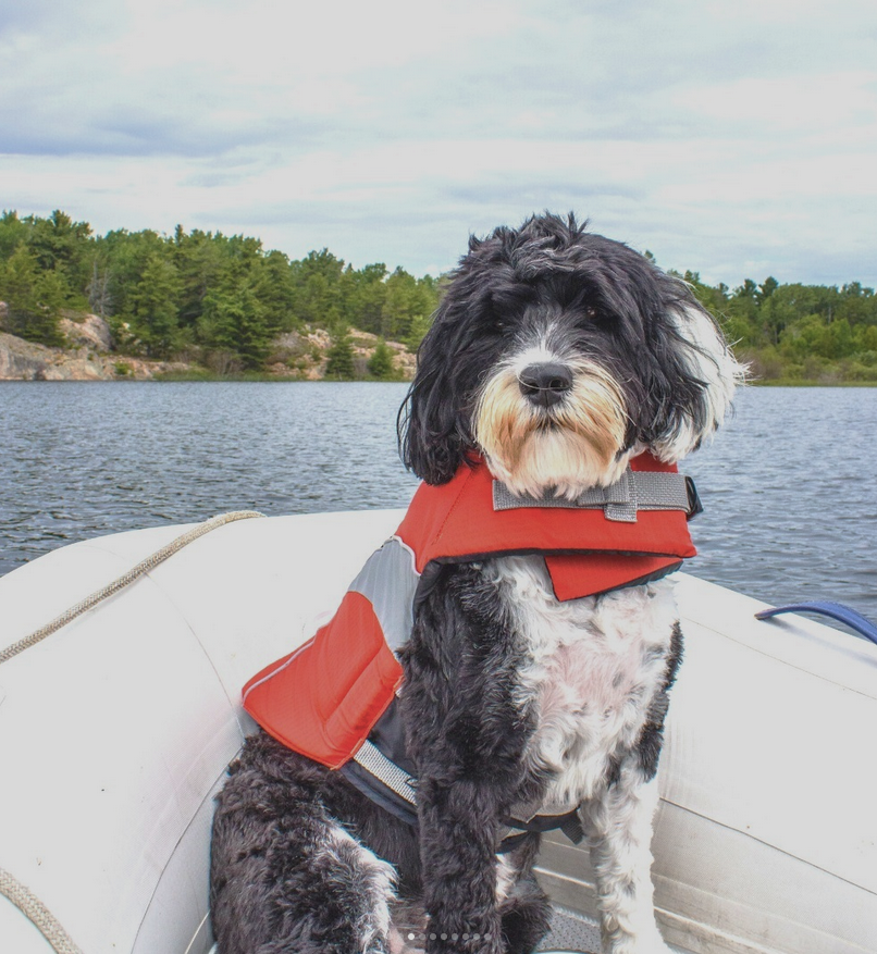 Since 2011, over 16 people have fatally drowned in Canada trying to save their pets. Be a #WaterSmart pet owner, get your pet a lifejacket. Share your pics of Water Smart pets, we'd love to see them!
