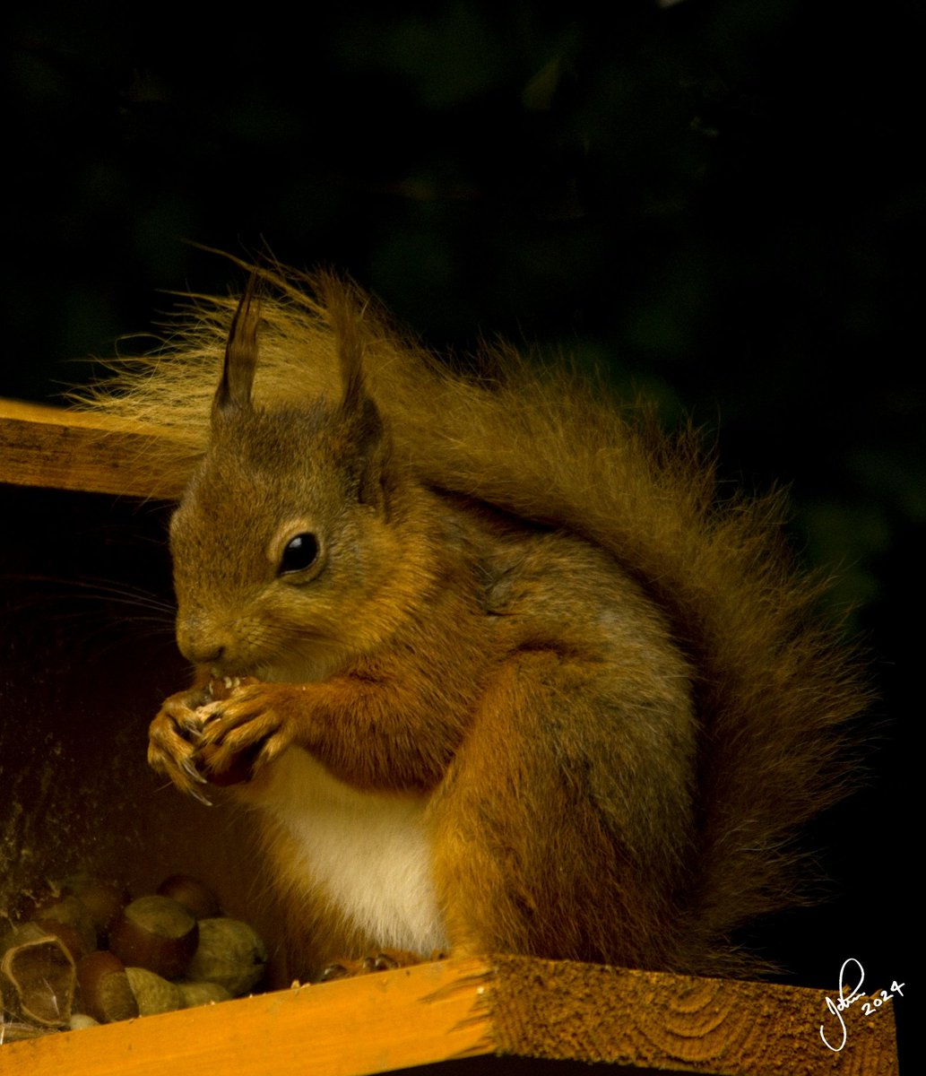 My breakfast partner this morning 👍🐿