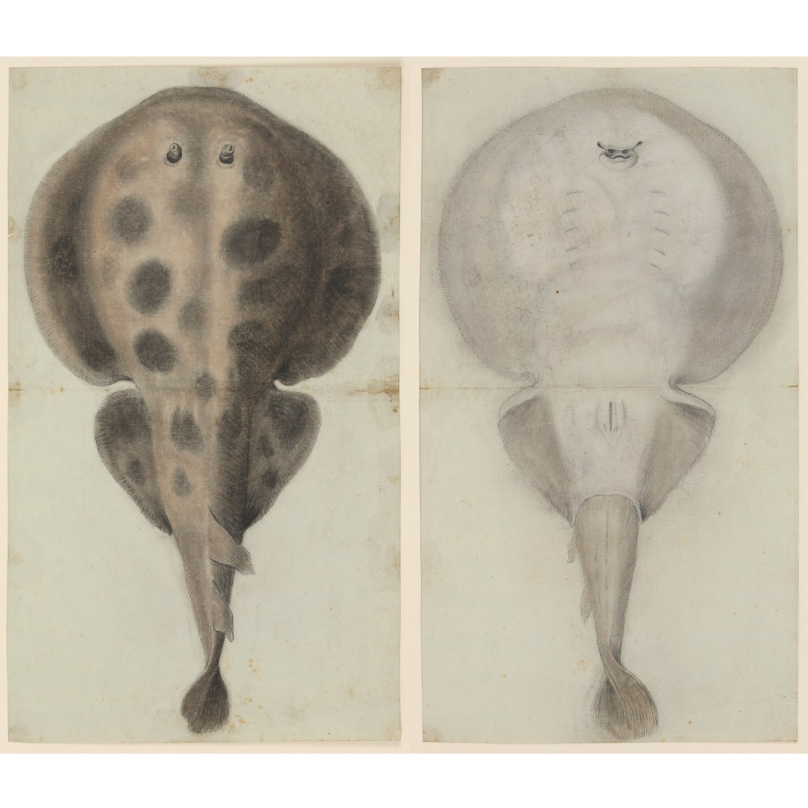 Hunterian Museum London tweet media