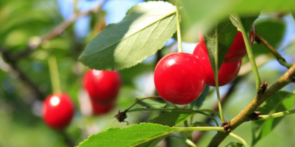 Freezing temperatures, pests, and rising costs of production are just a few challenges that Michigan and Wisconsin cherry growers are facing this year. 🍒

Learn the latest on the cherry industry and the future of the superfruit: ow.ly/sVMr50RAQll