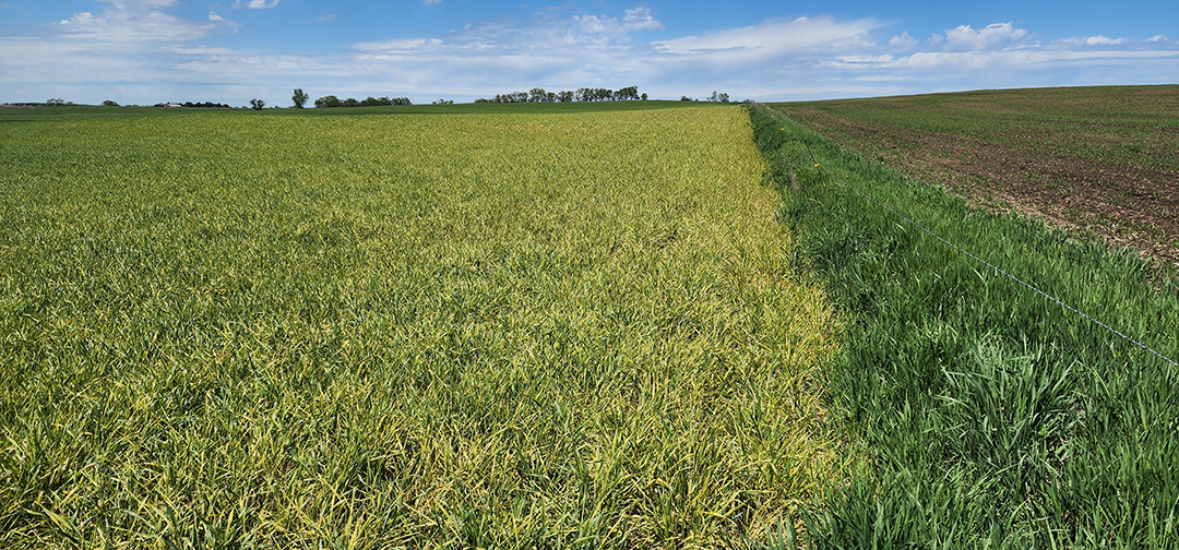 The appearance of #wheat disease has increased in #Nebraska, with new observations of #striperust in several counties + low levels of barley yellow dwarf & leaf spot diseases. See @UNLExtension's weekly update here » ow.ly/aVRE50RENaL #NebExt #ag #cropdisease #fusarium