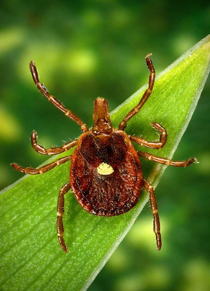 Tick exposure can occur year-round, but ticks are most active during warmer months (April-September). Try to avoid them if you can and always check yourself. Remember: An ounce of prevention is worth a pound of cure. cdc.gov/ticks/avoid/on…