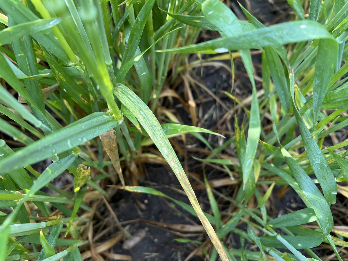 Romulo Lollato tweet media